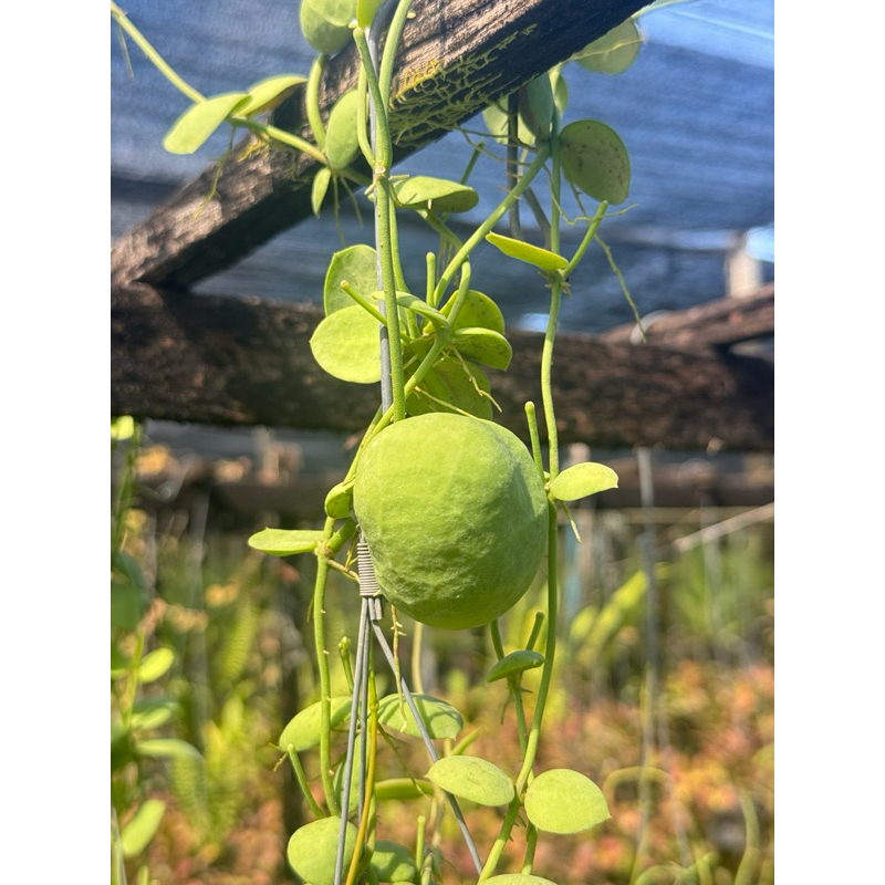 มุมมอง 5