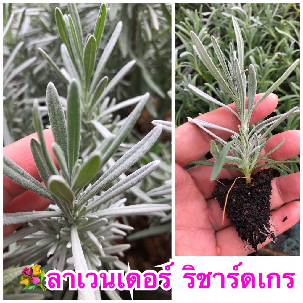 ต้นลาเวนเดอร์ ริชาร์ดเกรย์  (richardgray lavender) 💜  กลิ่นหอม เป็นกิ่งปักชำมีรากพร้อมปลูก