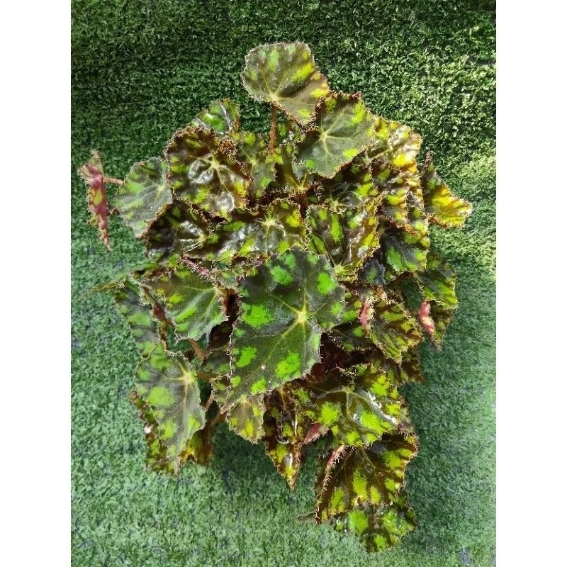 ต้นบีโกเนียลายเสือ' boweri var. nigramarga' [ Begonia boweri var. nigramarga ]ไม้ในกระถาง3"