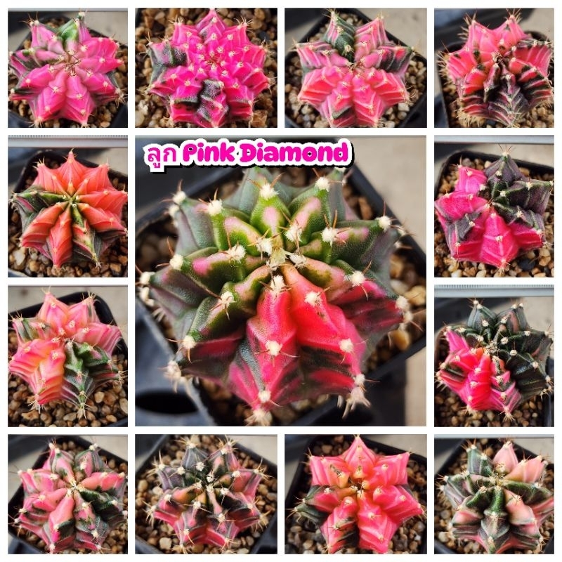 ลูกPink Diamond ตัวแรร์ ไม้เพาะเมล็ด นักสะสมไม่ควรพลาด