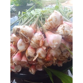 ข่าเกษตรแดงใหญ่ 5ต้น ข่าแดงใหญ่ ต้นพันธุ์ข่าแดงใหญ่แท้100% ข่าหน่อใหญ่