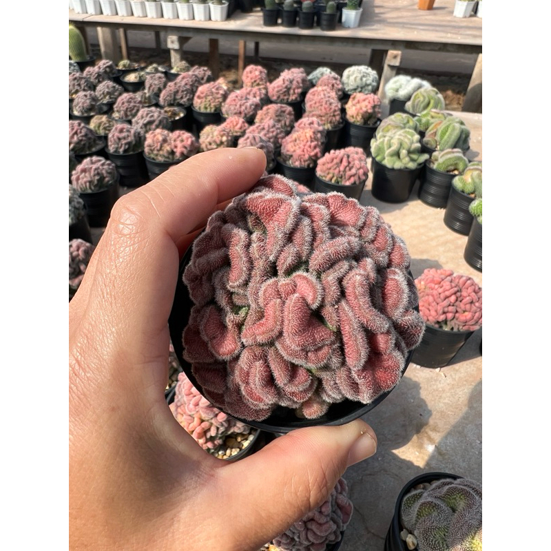 แมมโยกัง Mammillaria compressa cv.Yokan แคคตัส แคนตัส กระบองเพชร กระบองเพชร ต้นไม้ประดับ