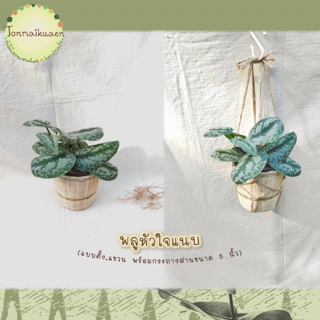 พลูหัวใจแนบ/พลูแนบอุรา (Exotica) ช่วยฟอกอากาศ ดูดสารพิษ แบบตั้ง/แขวน พร้อมกระถางสาน ขนาด 5 นิ้ว