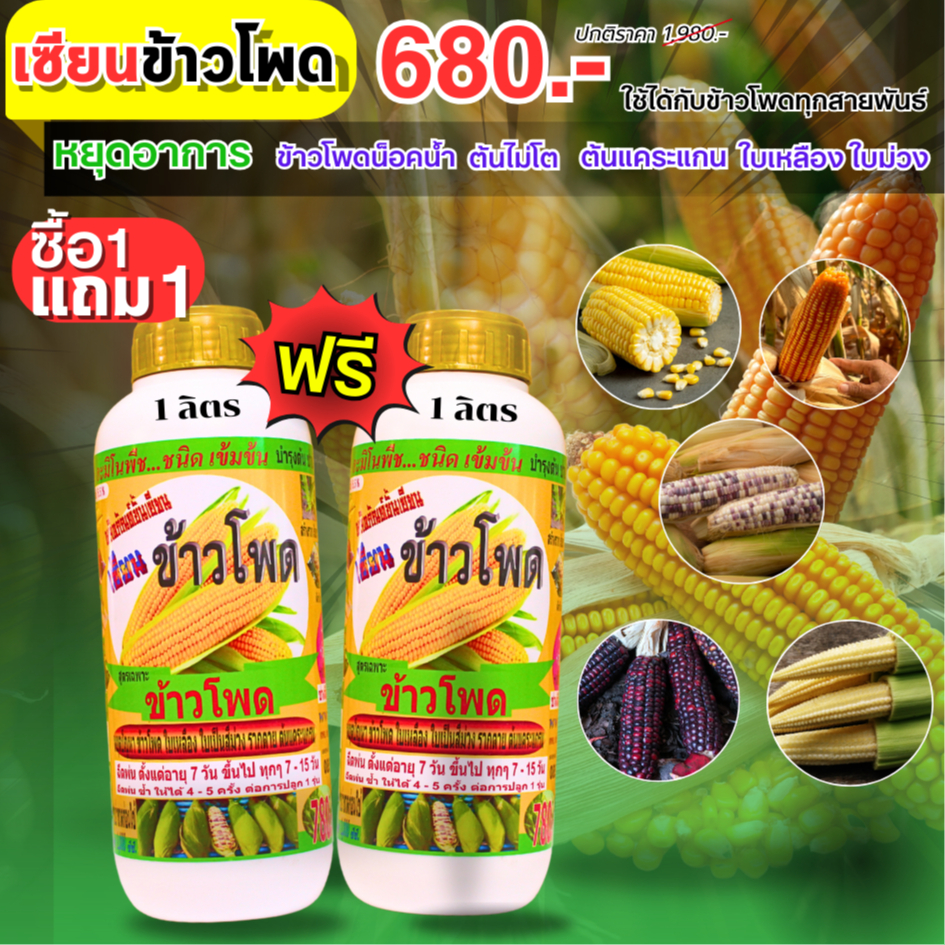 เซียนข้าวโพด 1แถม1 ช่วยเพิ่มรสชาติให้หวาน  ทนต่อโรคและแมลง ทรงฟักยาว เพิ่มผลผลิต รากและต้นแข็งแรง