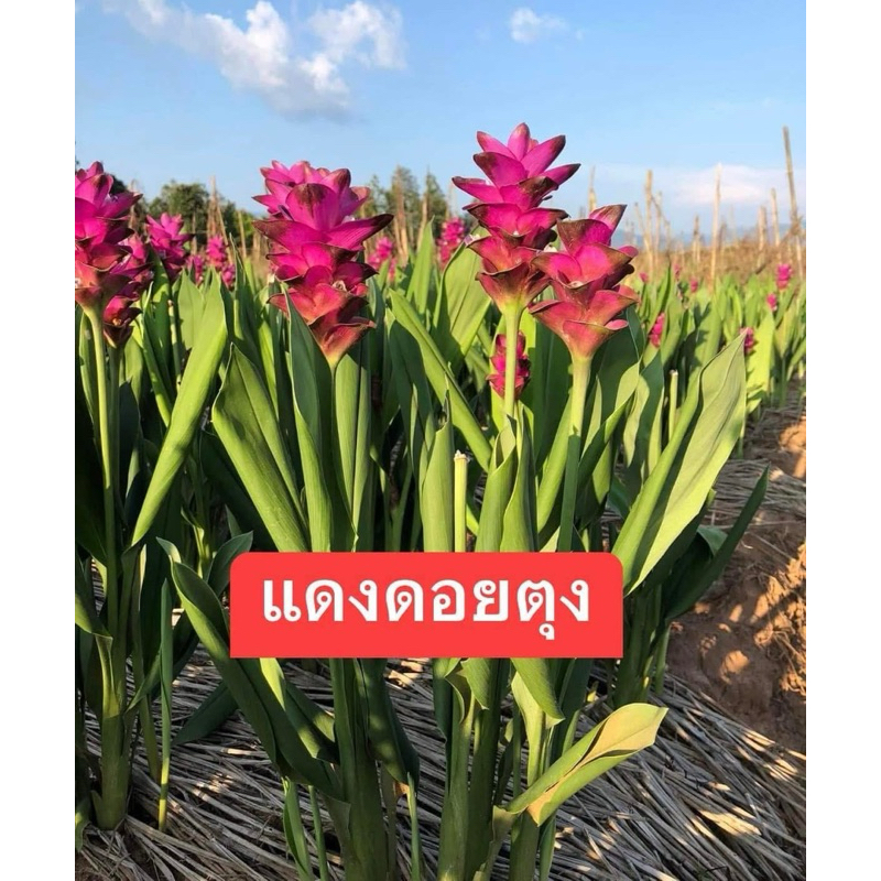 หัวพันธุ์บัวประทุมมา สีแดงดอยตุง3หัว 99 บาท ส่งแบบหัวพันธุ์