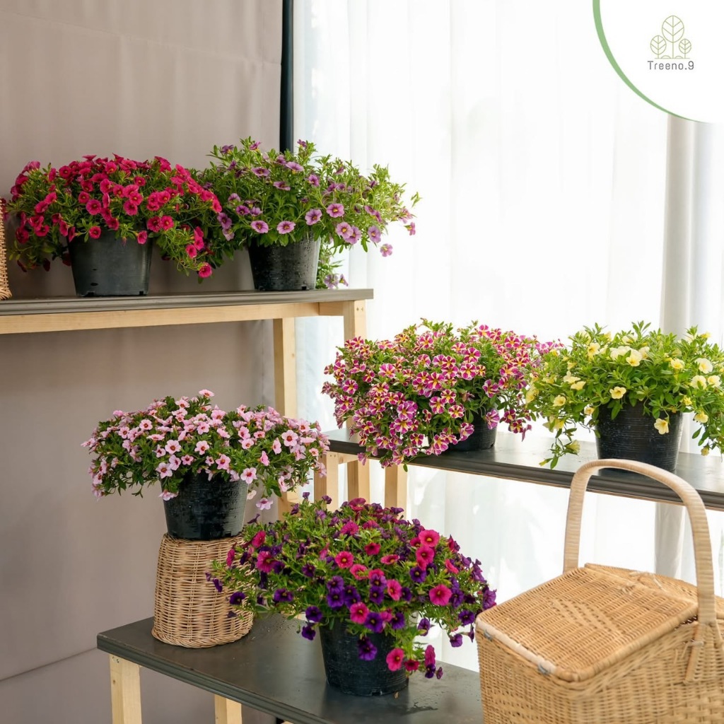 Treeno.9 พิทูเนีย ดอกแคระ Petunia กระถาง 8 นิ้ว สูง 25-30 ซม. ดอกไม้กินได้ สีสันสวยงาม ไม้ดอก ไม้ประดับ