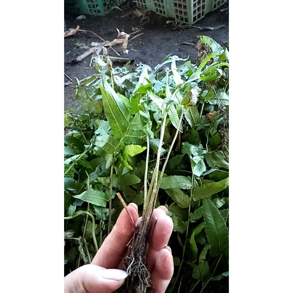 ต้นกล้า ผักกูด ต้นละ 12 บาท พร้อมปลูก  กูดกิน กูดครึ ผักกูดขาว ผักกูด - รูปที่ 3