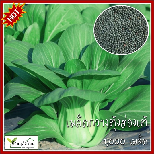 1,000 เมล็ด กวางตุ้งฮ่องเต้ เมล็ดกวางตุ้งฮ่องเต้ใบเขียว ผักกาดฮ่องเต้ เมล็ดผักกาดฮ่องเต้