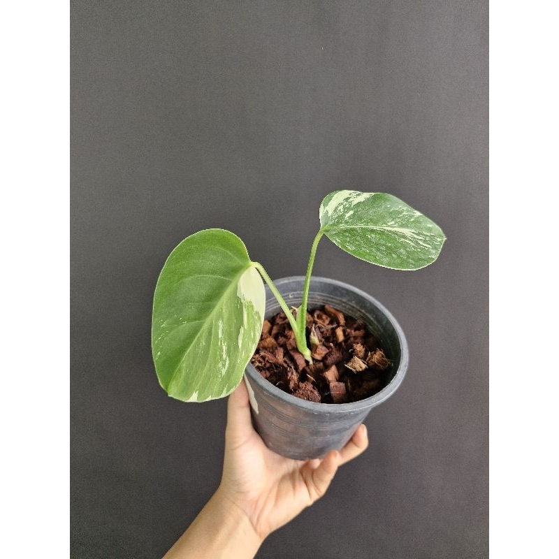 Monstera mint มอนมินต์ ไม้ยอด2ใบ