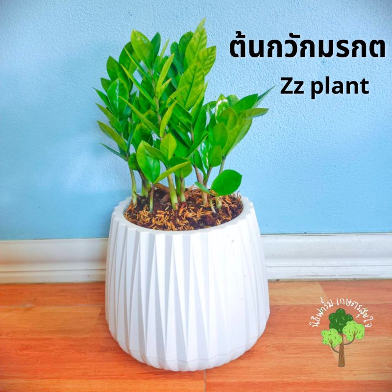 ต้นกวักมรกต (zz plant) ต้นไม้ฟอกอากาศ ดูดสารพิษ ราคา ถูกที่สุด ดีลบีเคเค แกลเลอรีภาพที่ 4