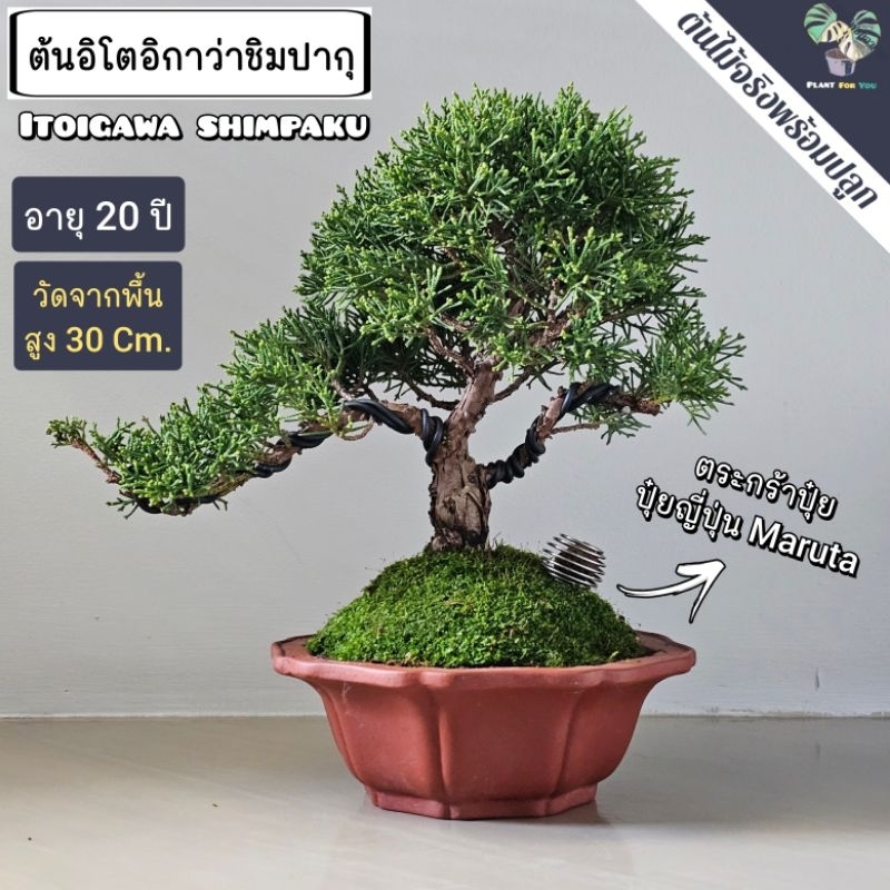 บอนไซ ต้นสนอิโตอิกาว่า ชิมปากุ (นำเข้าจากญี่ปุ่น ) (Itoigawa Shimpaku) ครบชุดพร้อมปลูก