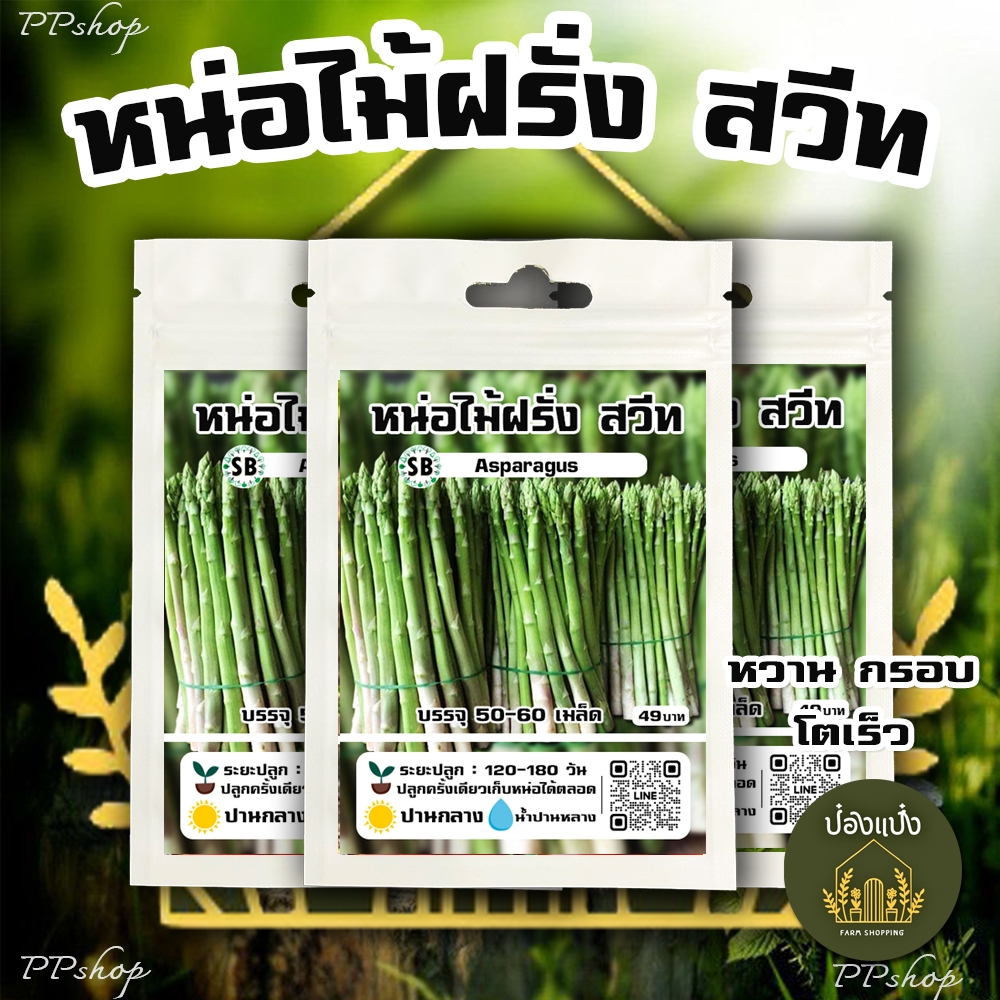 หน่อไม้ฝรั่ง(สวีท) หวานกรอบ-ปลูกครั้งเดียวทานได้ตลอด บรรจุ 50-60เมล็ด/ซอง 🔥โปรโมชั่น [ซื้อ 2แถม 1ซอง]