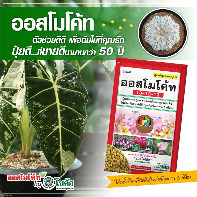 ออสโมโค้ท สูตร 13-13-13 (Osmocote 13-13-13) รูปที่ 2