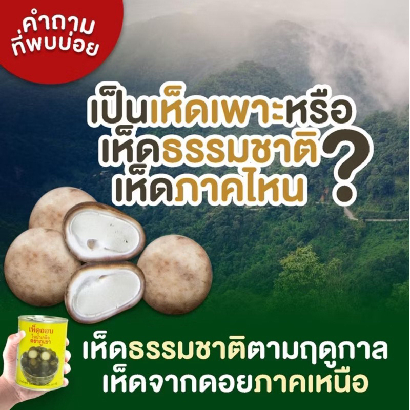 🍄เห็ดถอบเห็ดเผาะกระป๋องในน้ำเกลือ ‘🍄พร้อมส่ง  เหมือนธรรมชาติ ไม่ต้องรอถึงฤดูกาล มีให้ทานตลอดปี น้ำหนักเนื้อ 250 กรัม
