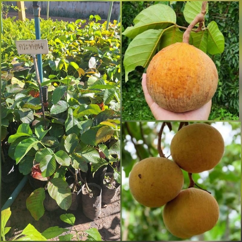 ต้นกระท้อนพันธุ์ปุยฝ้าย แบบติดตา สายพันธุ์ยอดนิยม รสชาติหวานอร่อย เนื้อฟู พร้อมปลูก
