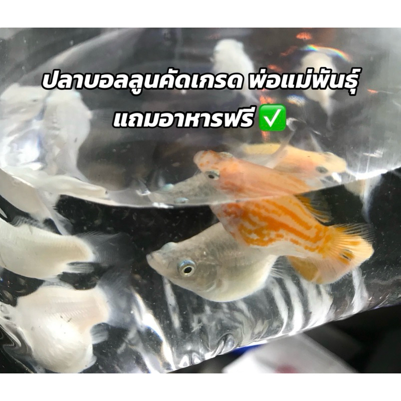ปลาบอลลูน คัดเกรด=1 แถมอาหารปลา