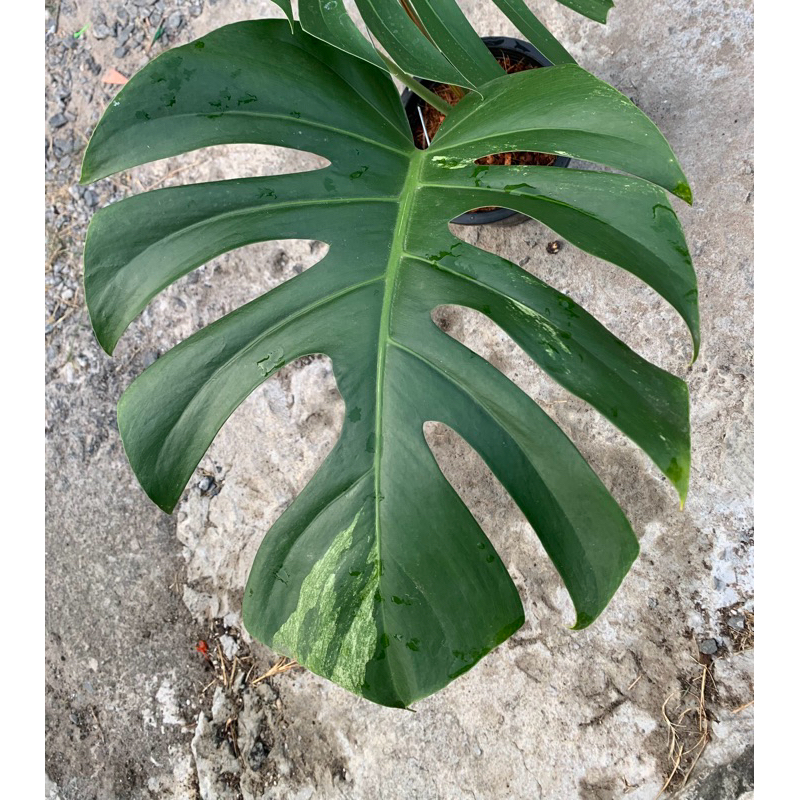 มอนสเตอร่ามิ้นท์ ไม้วางข้อ (Monstera Borsigiana Mint)