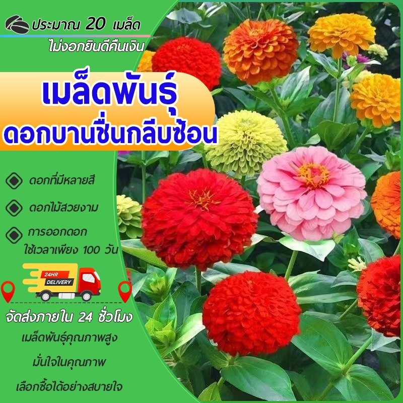 20เมล็ดเมล็ดพันธุ์ ดอกบานชื่น คละสี ดอกบานชื่นกลีบซ้อน  Mixed Zinnia Flower Seed ดอกไม้สวยงาม