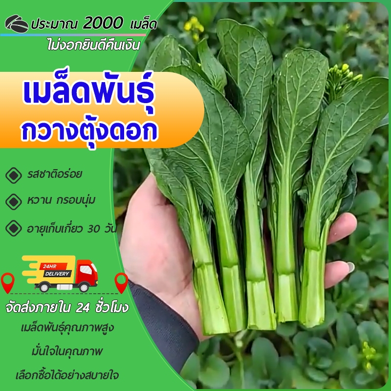 2000 เมล็ด เมล็ดพันธุ์กวางตุ้งดอก พันธุ์ต้นอวบ  เมล็ดพันธุ์แท้ ปลูกง่าย  งอกง่าย โตไว ทานอร่อย