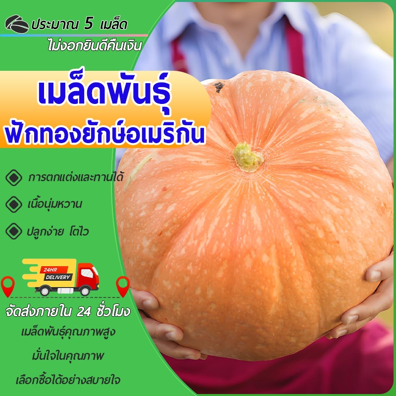 4เมล็ดเมล็ดพันธุ์ ฟักทองยักษ์ เมล็ดฟักทองยักษ์ฟักทองยักษ์อเมริกัน ฟักทองใหญ่ เมล็ดนำเข้า ผลใหญ่