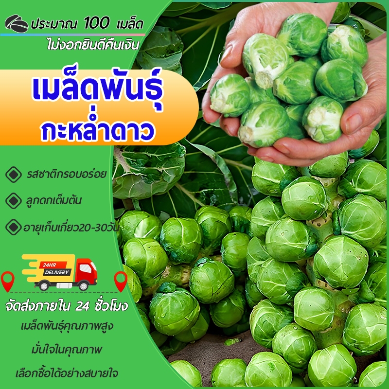 100 เมล็ด เมล็ดพันธุ์ กะหล่ำดาว เมล็ดพันธุ์แท้ นำเข้าจากต่างประเทศ ปลูกผัก  งอกไว ปลูกอากาศร้อนได้