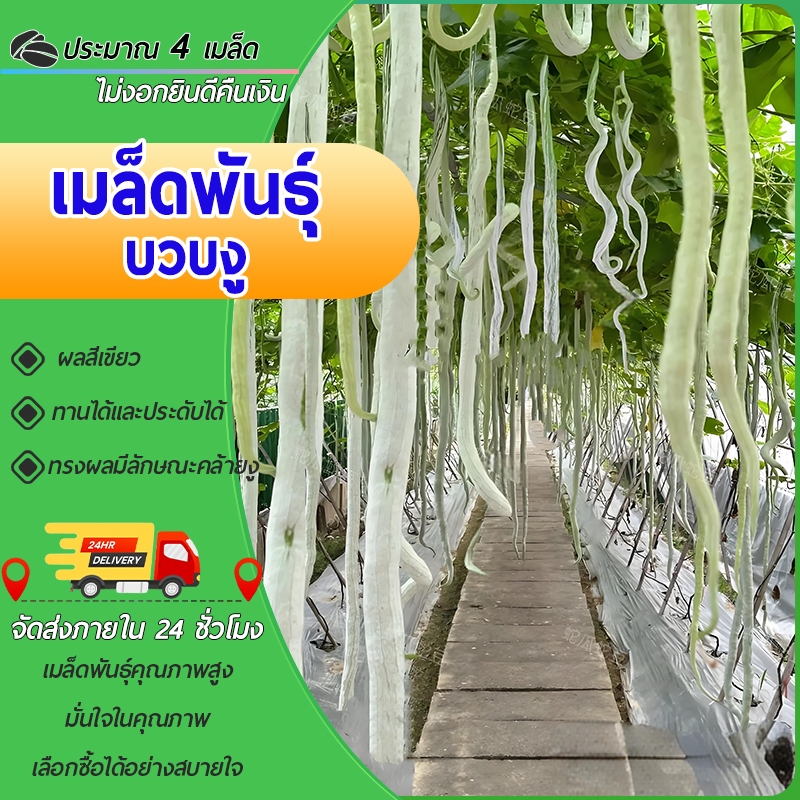 4เมล็ดเมล็ดพันบวบงูอนาคอนด้าเมล็ดพันธุ์บวบงูขาว บวบงูเมล็ดพันธุ์บวบงูยาวยักษ์โตไว ยาวเกือบ 1-2 เม
