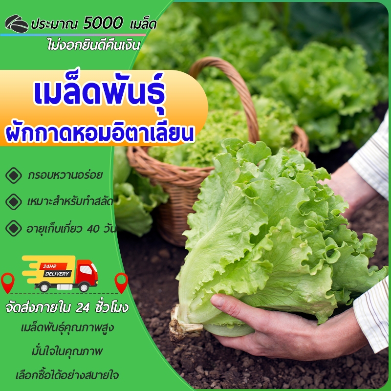 5000 เมล็ด เมล็ดพันธุ์ ผักกาดหอม ผักสลัด ผักกาดหอมอิตาลี เมล็ดผักปลูกผักสวนครัวปลูกง่าย โตไว