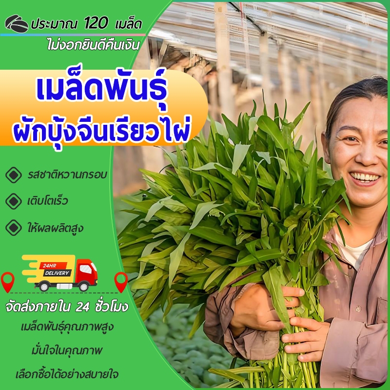 120 เมล็ด เมล็ดพันธุ์ ผักบุ้งจีนเรียวไผ่ เมล็ดผัก ผักบุ้งจีนใบไผ่