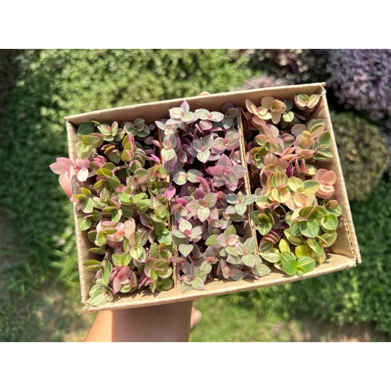 ต้นริบบิ้นชาลี กิ่งชำตัดสด หนึ่งกล่องสามสี กล่องเบอร์ 00 - รูปที่ 5