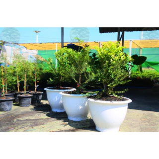 [พร้อมส่ง] ต้นล่ำซำ (Ficus microcarpa) สูง 60-70 cm ฟอร์มสวย *ราคาไม่รวมกระถาง*