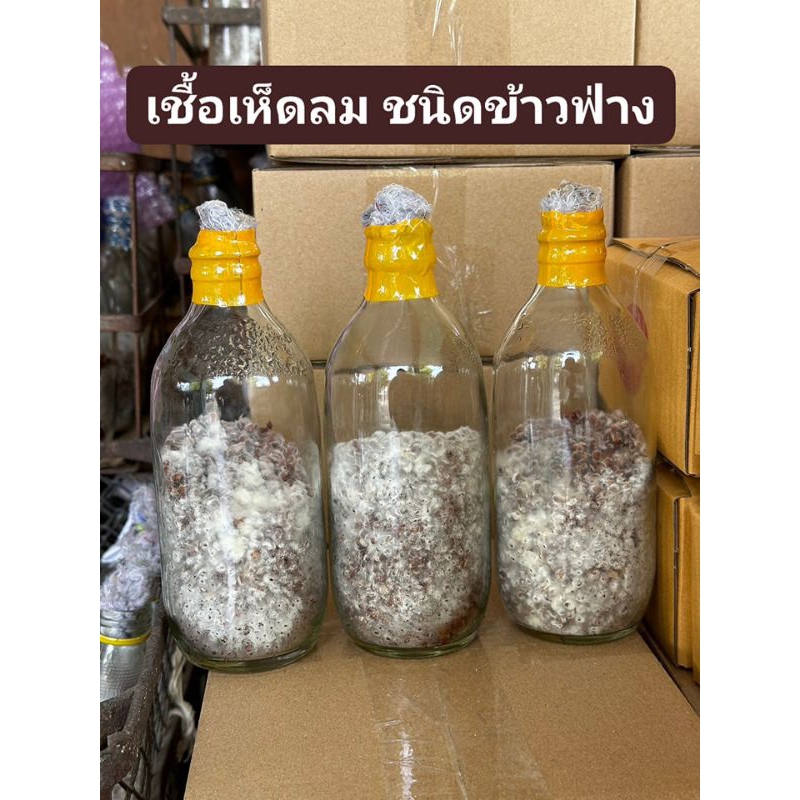 เชื้อเห็ดลมเห็ดบด หรือเห็ดกระด้างแบบขวดเหมาะสำหรับเจาะใส่ขอนไม้