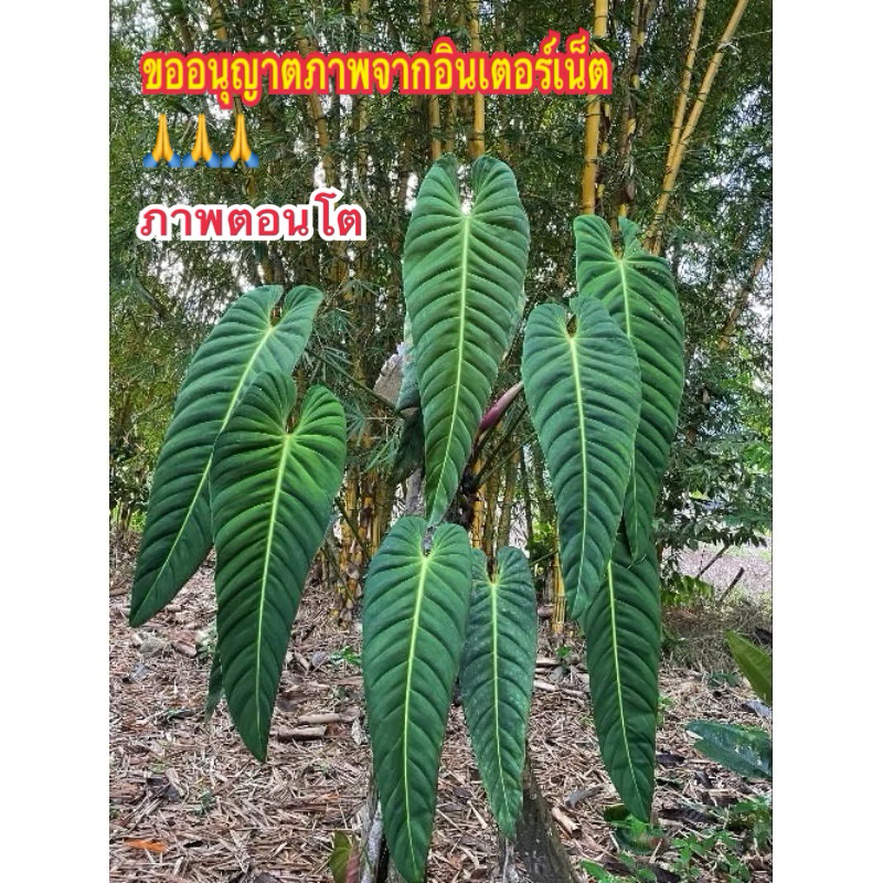 ฟิโลเดนดรอน แอสเมอร์ลินเดนซ์ Philodendron Esmeraldense