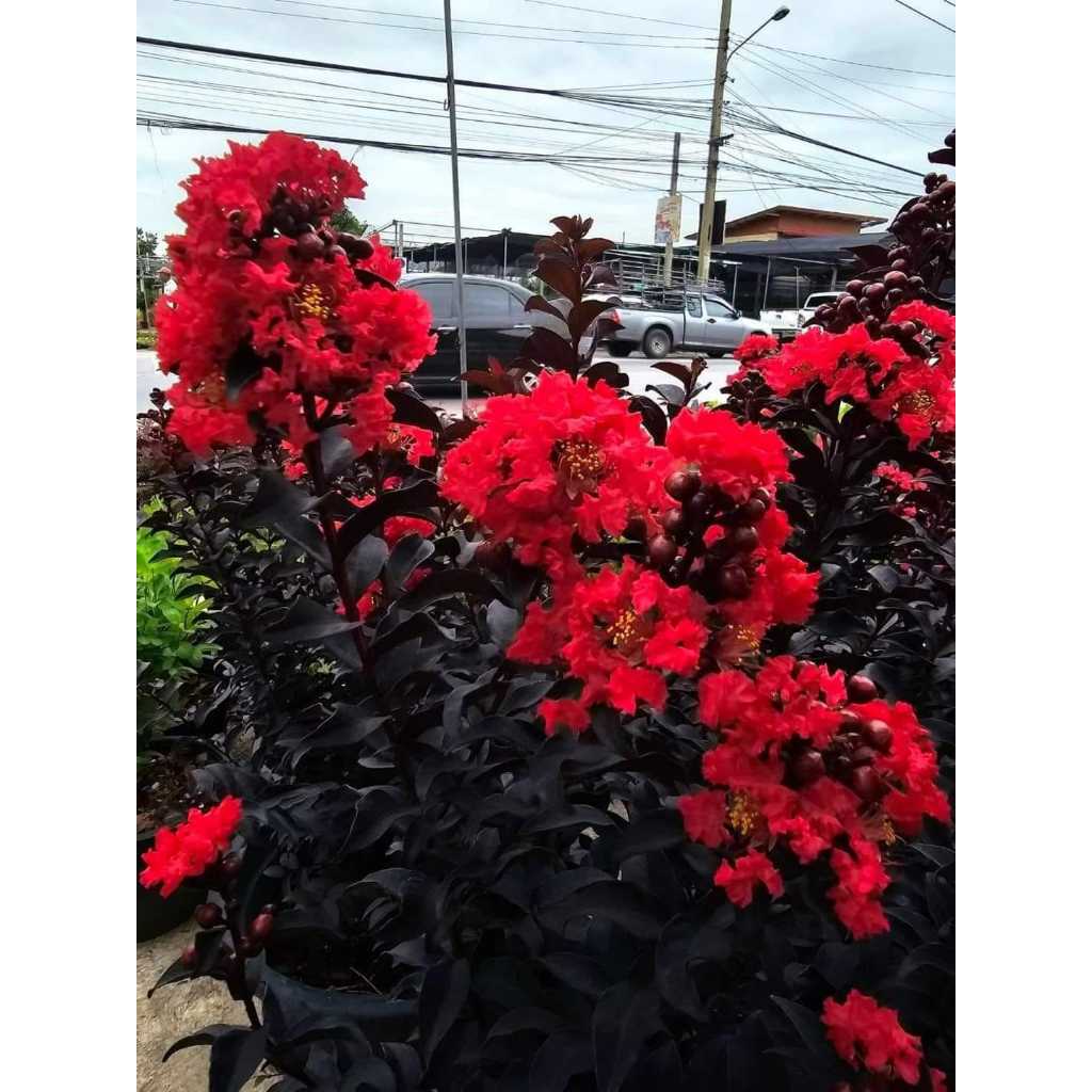 ต้นยี่เข่ง (Crape Myrtle) ใบดำ กระถางเล็ก ร้านต้นไม้บ้านเพื่อน