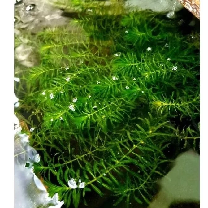 สาหร่ายบำบัดน้ำเสีย อาหารเสริมและที่พักอาศัยกุ้งและปลา