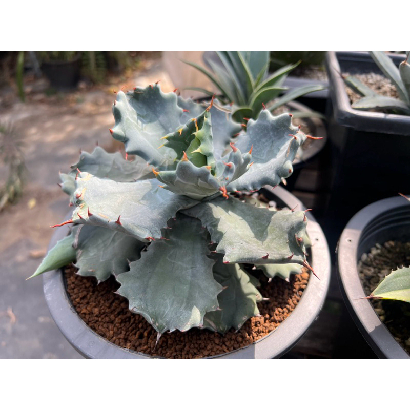 agave isthmensis ferry becky