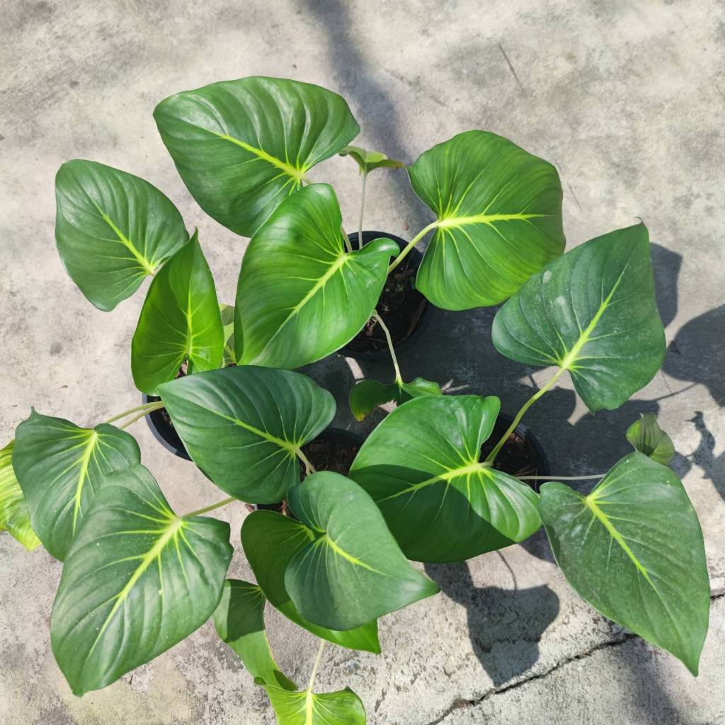 เสน่ห์จันทน์ขาว เสน่ห์จันทร์ขาว Homalomena Rubescens