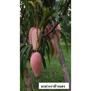 ต้นมะม่วงเสียบยอดขนาดใหญ่ ความสูง 100-150 เซนติเมตร มีหลายสายพันธุ์