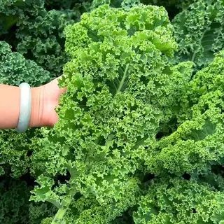 100เมล็ เมล็ดพันธุ์ดเคลใบหยิก เมล็ดคะน้าเคล เคลใบหยิกคะน้าเคลใบหยิก Kale เมล็ดผัก ปลูกง่ายโตไว