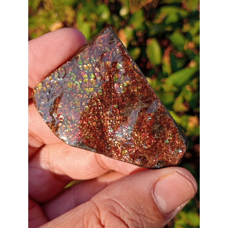 แอมโมไลด์เกล๊ตมังกรชิ้นสวย (ammolite)