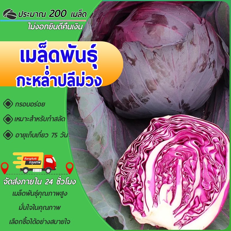 200เมล็ดเมล็ดพันธุ์กะหล่ำปลีม่วง Cabbage Seed เมล็ดกะหล่ำปลีเมล็ดพันธุ์ผักผักสวนครัว ผักออร์แกนิก
