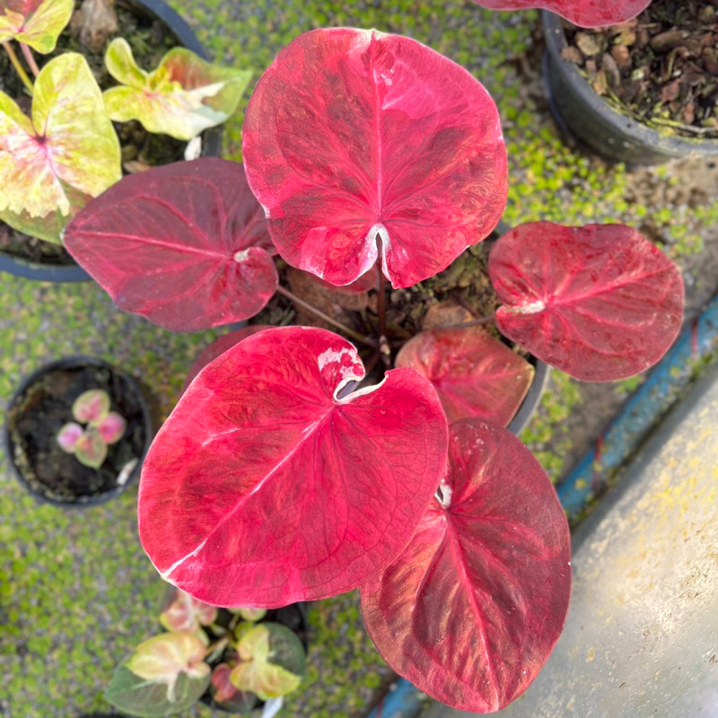 [อัพ10/02/68] บอนสี กุหลาบหิน ใบกลมแดงสวย ใบเป็นชั้น