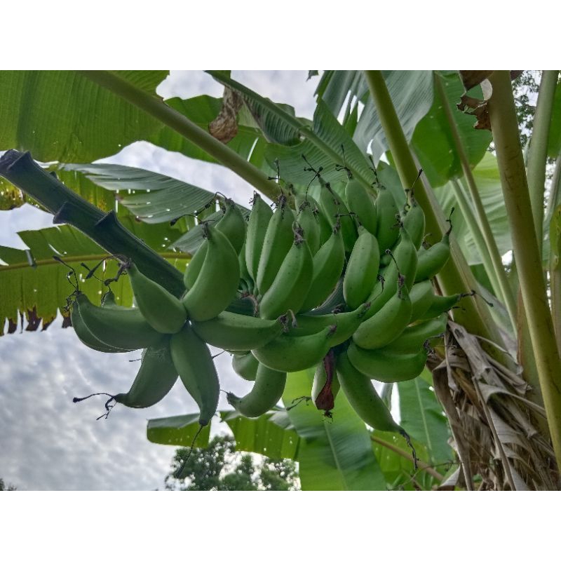 หน่อกล้วยทองเงย/กล้วยสายพันธุ์โบราณหาทานยาก - รูปที่ 4