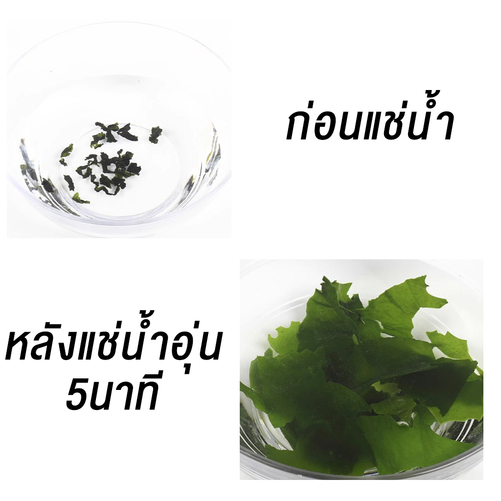 สาหร่าย วากาเมะ สาหร่ายวากาเมะอบแห้ง สาหร่ายวากาเมะ ขนาด 250g 裙带菜 - ภาพย่อย 3