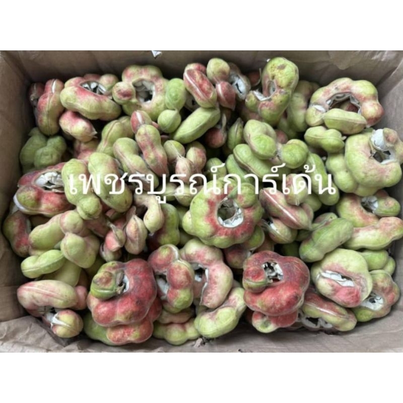 มะขามเทศเพชรโนนไทย 1 กิโลกรัมฝักรวมคละไชสฺ์