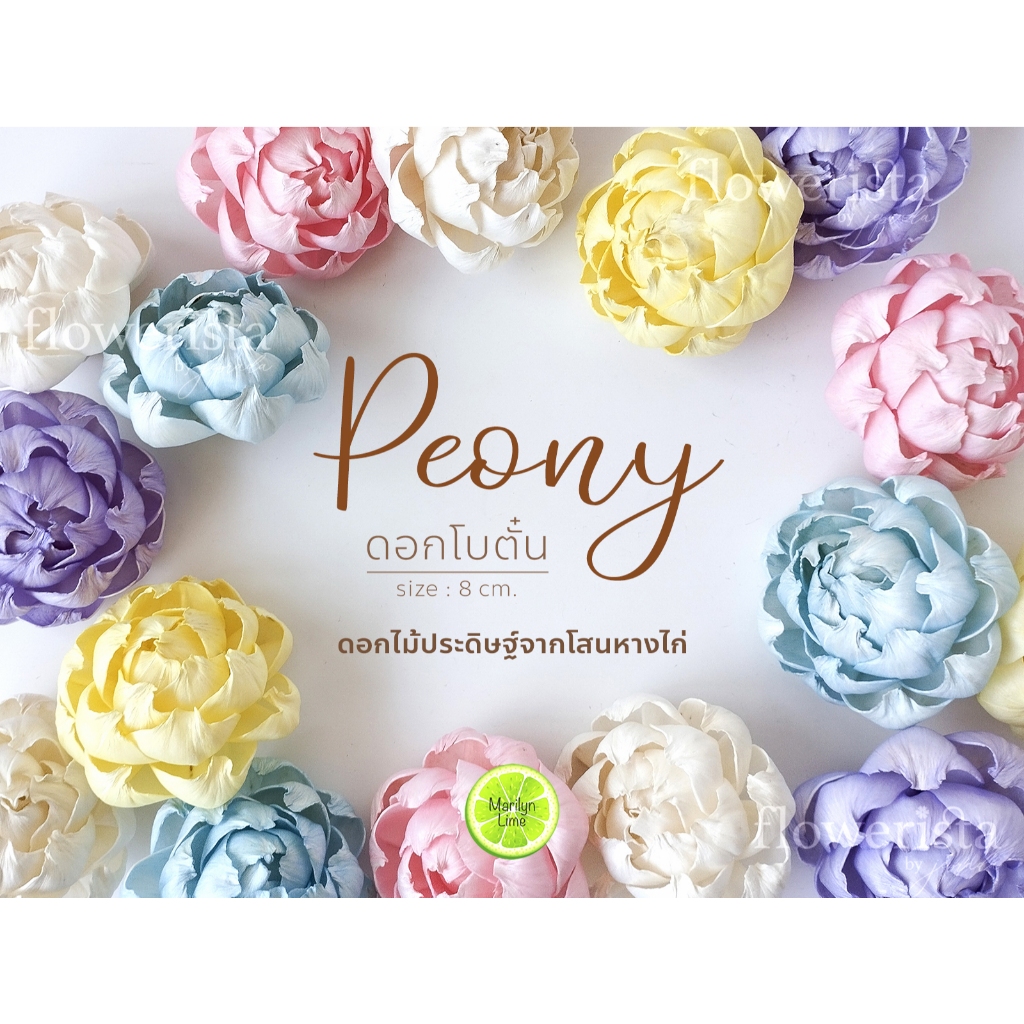 ดอกไม้ดูดน้ำหอม พิโอนี่ย้อมสีสวยหวาน ทำจากโสนหางไก่ size 8 cm. + เชือกฝ้าย | พร้อมส่งจ้า