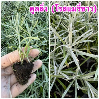 🍃ต้นคูลลิ่ง🍃 (โรสแมรี่ขาว) สมุนไพรในตำนาน กิ่งปักชำมีรากพร้อมปลูก