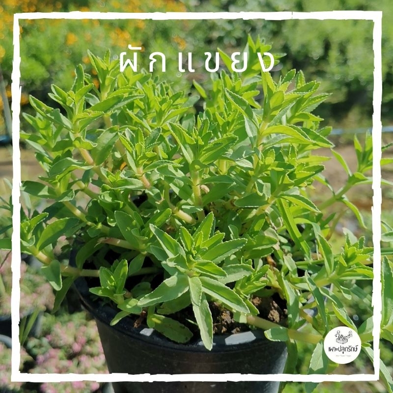 ต้นผักแขยง #ผักกะแยง ผักพื้นบ้าน ผักสวนครัว