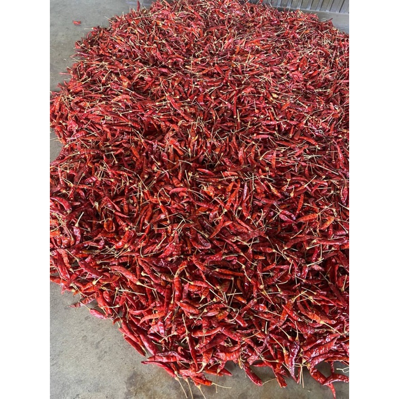 พริกจินดา (ก้านอ้วน)   เผ็ด  คัดสวย น้ำหนัก  1 กิโลกรัม - รูปที่ 3