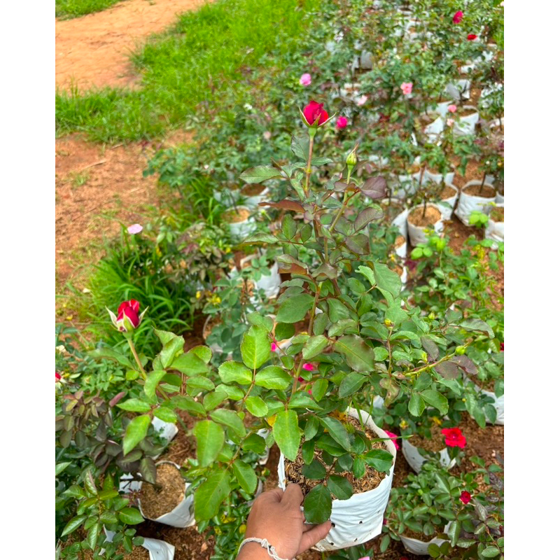 ต้นกุหลาบ ชุดสุ่มสี 4 ต้น 250 บาท ขนาดถุง 6 นิ้ว (ดอกใหญ่) มีกลิ่มหอม เป็นกิ่งติดตา สายพันธุ์ต่างประเทศ (ขายแบบสุ่มสี) - รูปที่ 4