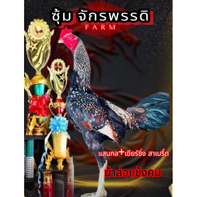 ไข่ไก่ชนพม่า แสนกล+เยียร์ซิ่งสาเบริ์ด สายเลือด ส.มีสุวรรณ ม้าล่อแข้งคม